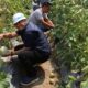 Senior VP CSR/TJSL Inalum Daniel JP Hutauruk, bersama Kelompok Tani (Kopten) Millenia binaan PT Inalum melakukan panen perdana tanaman melon. Waspada/Ist