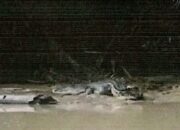 Penampakan Buaya Di Sungai Pagurawan Undang Keresahan