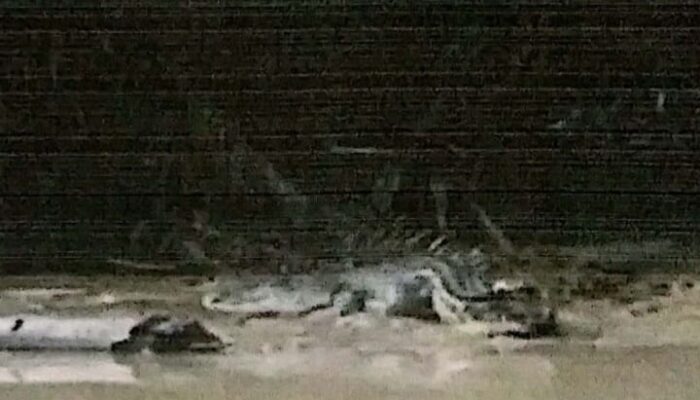 Penampakan Buaya Di Sungai Pagurawan Undang Keresahan