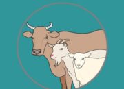 Konsumsi Daging Kurban Aman, Sesuaikan Dengan Asupan Harian