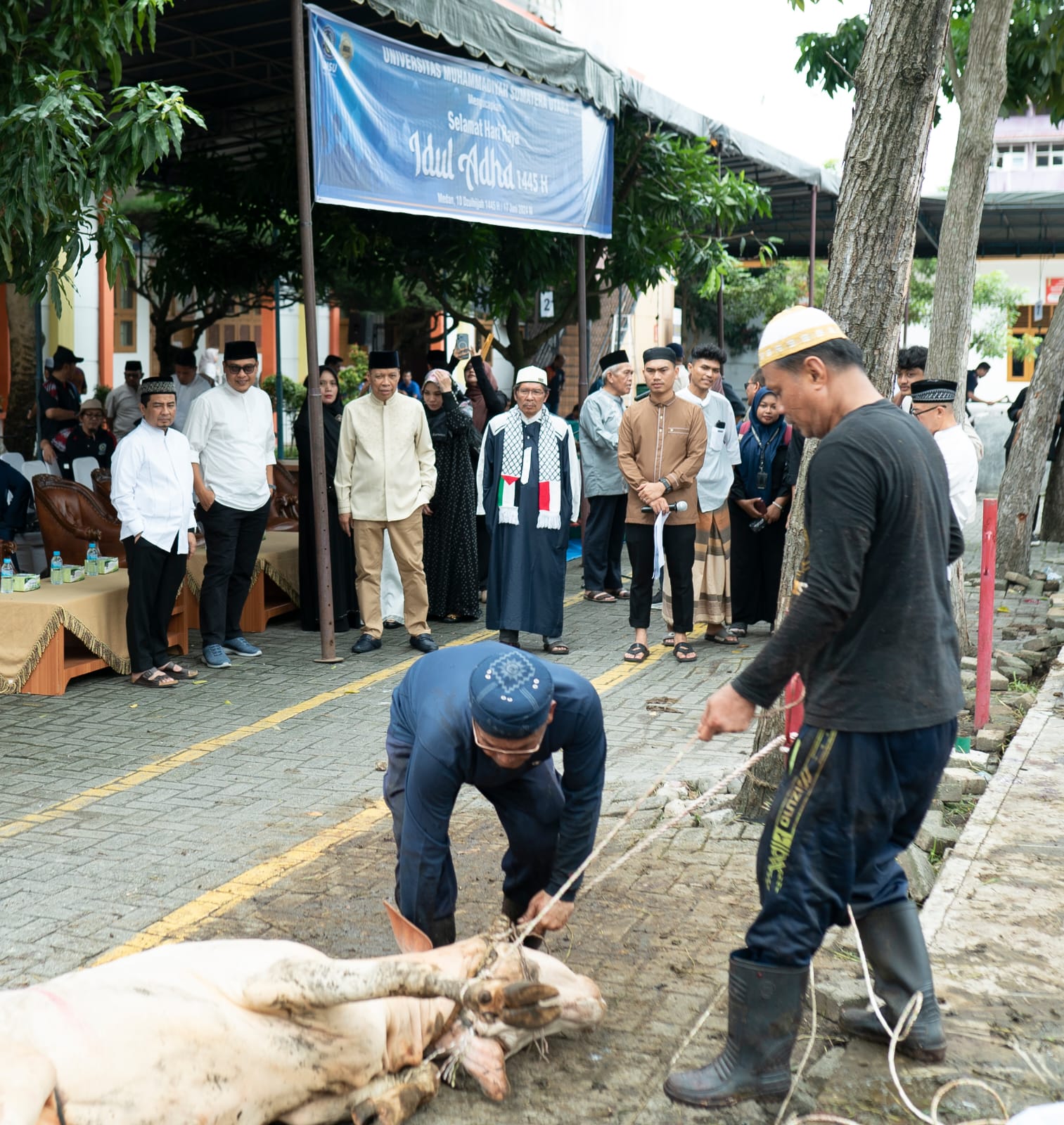 REKTOR UMSU , Prof Dr. Agussani didampingi para wakil rektor menyaksikan penyembelihan hewan kurban di kampus UMSU. Waspada/Ist