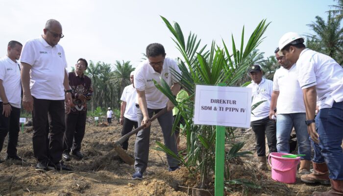 PTPN IV Regional I Realisasikan 744,93 Ha Lahan Peremajaan Sawit Rakyat Sampai Juli 2024