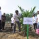 PTPN IV Regional I Realisasikan 744,93 Ha Lahan Peremajaan Sawit Rakyat Sampai Juli 2024
