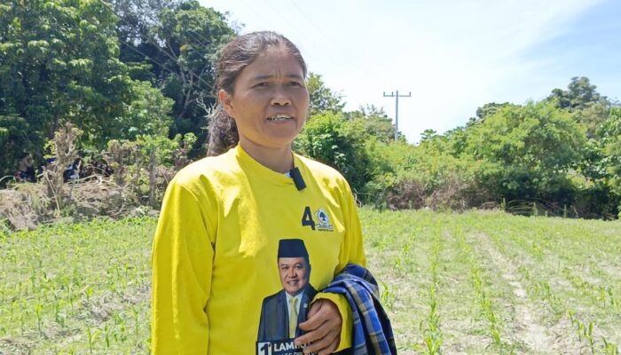 Isu Bibit Dan Pupuk Palsu, Ini Penjelasan Poktan Di Nainggolan