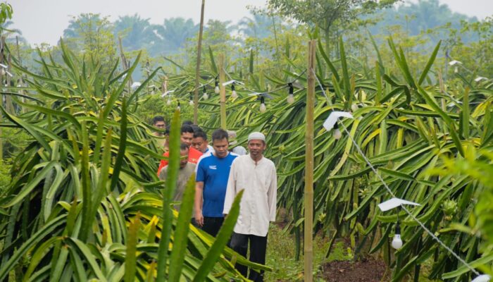 Adlin Tambunan: Sergai Berpotensi Jadi Sentra Buah Naga