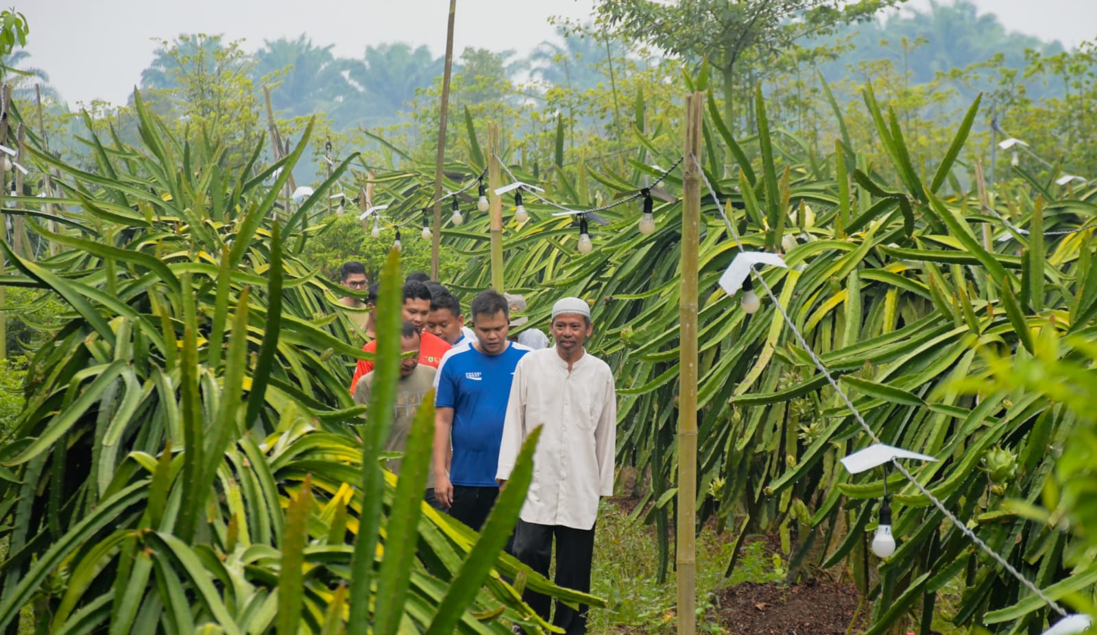 Adlin Tambunan: Sergai Berpotensi Jadi Sentra Buah Naga