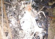 Diduga Curi Lembu, Dua Security Kebun Dolok Ilir Nyaris Tewas Dimassa