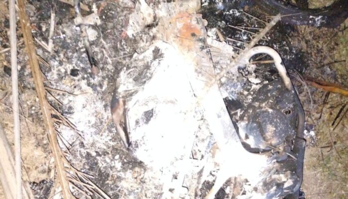 Diduga Curi Lembu, Dua Security Kebun Dolok Ilir Nyaris Tewas Dimassa