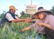 Petani Pidie Manfaatkan Nutrisi Tanaman Kembangkan Bawang Merah