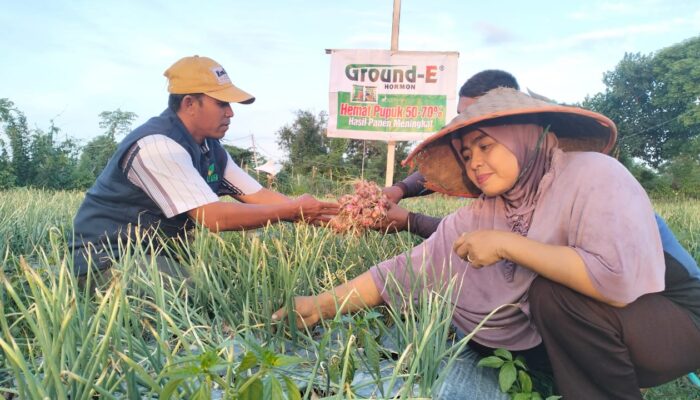 Petani Pidie Manfaatkan Nutrisi Tanaman Kembangkan Bawang Merah