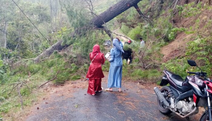 Hujan Lebat Takengon Tumbangkan Pohon Dan Rusak Rumah Warga
