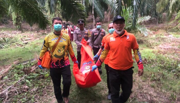 Warga Dihebohkan Penemuan Kerangka Manusia Di Areal Perkebunan