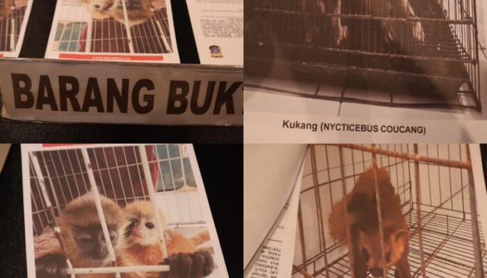 Polisi Gagalkan Perdagangan Satwa Dilindungi