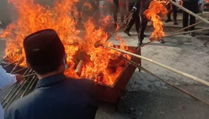 HUT Ke-78 Bhayangkara, Polres Madina Musnahkan 140 Kg Ganja