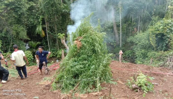 Polisi Temukan Lahan Ganja Di Aceh Utara