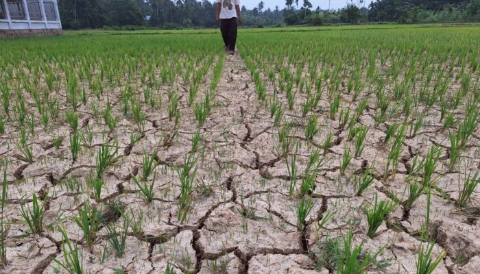 Dampak Kemarau Panjang, Puluhan Hektar Tanaman Padi Terancam Gagal Panen