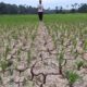 Mantan Imum Mukim Pulo Baro, M Isa, melihat sawahnya yang mulai retak akibat kekeringan di Gampong Seuneubok Teungoh, Kecamatan Darul Aman, Kabupaten Aceh Timur, Sabtu (27/7). Waspada/H. Muhammad Ishak