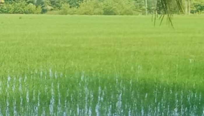 Direndam Banjir, Belasan Ha Tanaman Padi Terancam Gagal Panen