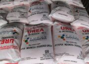 Pupuk urea bersubsidi. Waspada/Seh Muhammad Amin