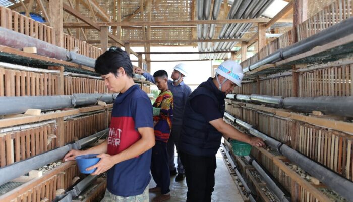 Tingkatkan Ekonomi Lokal Di Jalur Transmisi, Inalum Bina Kelompok Peternak Burung Puyuh