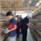 Peternak burung puyuh binaan PT Inalum memanen penangkaran yang menghasilkan 2100 butir telur per hari. (Waspada/ist)