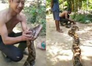 Warga Aceh Tamiang Tangkap Ular Piton Berukuran Besar
