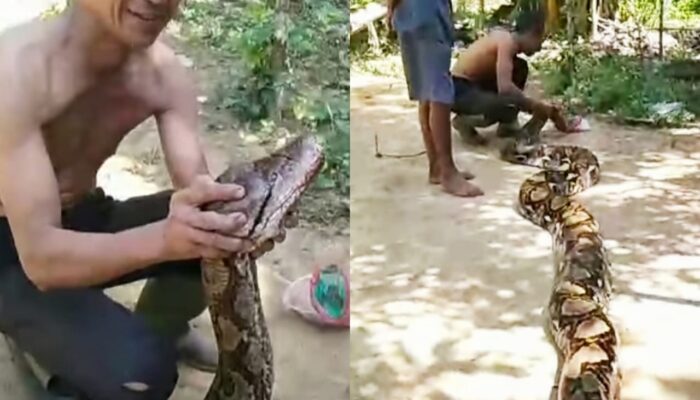 Warga Aceh Tamiang Tangkap Ular Piton Berukuran Besar