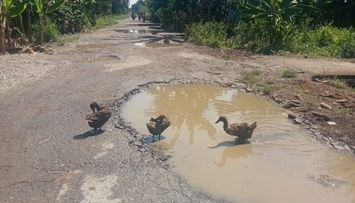 Lubang Di Ruas Jalan Kampunglama Jadi Kolam Mandi Bebek