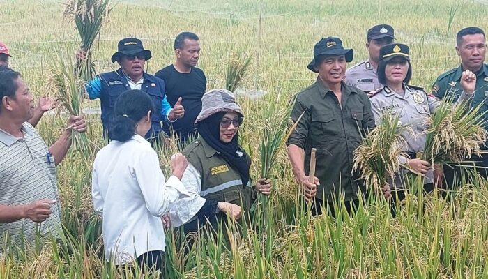 Polres P.Siantar Pantau Pengubinan Hasil Panen Padi