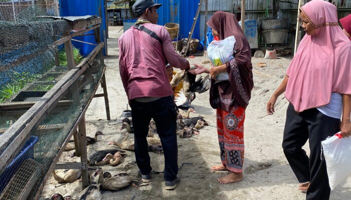 Poktan Sari Larva Berdaya Bersama Inalum Bantu Lansia Beternak Bebek