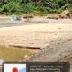 Mobil dumtruk pengangkut sirtu terlihat lalau lalang di lokasi di Sungai Batang Natal kawasan Desa Lancat. (Waspada/Ist)