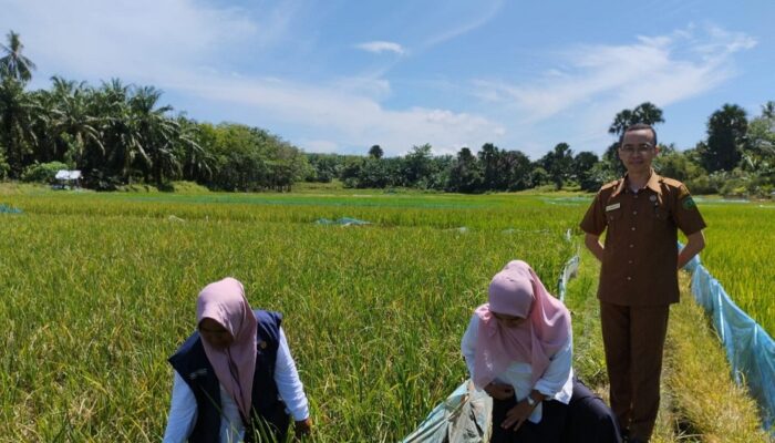 Diserang Hama Tikus, Puluhan Ha Tanaman Padi Gagal Panen