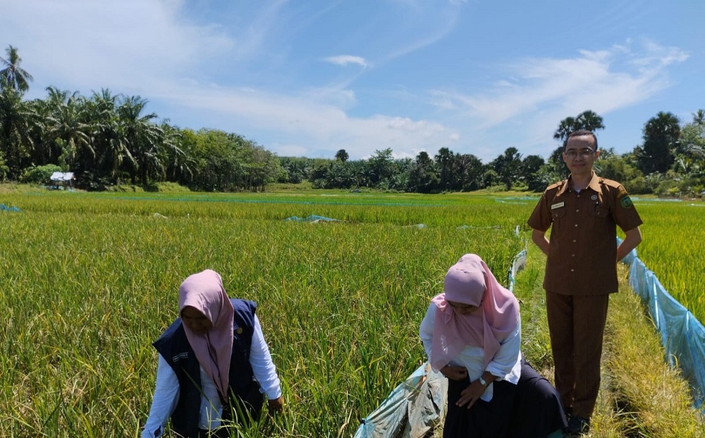 PPL wilayah kecamatan Sihapas Barumun tinjau tanaman padi petani yang terserang hama tikus. (Waspada/Idaham Butar Butar)