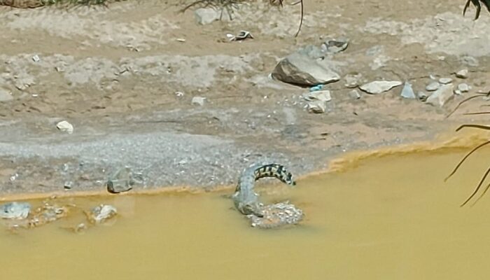 Kawanan Buaya Kembali Muncul Di Tepi Sungai Batang Natal