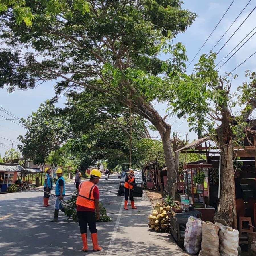 Tampak petugas PLN saat melakukan pemangkasan pohon untuk menjaga stabilitas keandalan listrik di Kecamatan Simpang Ulim dan Lhoknibong sepanjang jalan lintas Medan - Banda Aceh, Selasa (30/7). Waspada/Ist