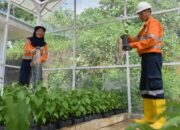PT AR sebagai Pengelola Tambang Emas Martabe, memperluas fasilitas pembibitan tanaman (Nursery) menjadi 6.000 meter persegi untuk mendukung kegiatan reklamasi pasca tambang.Waspada/ist.