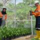 PT AR sebagai Pengelola Tambang Emas Martabe, memperluas fasilitas pembibitan tanaman (Nursery) menjadi 6.000 meter persegi untuk mendukung kegiatan reklamasi pasca tambang.Waspada/ist.