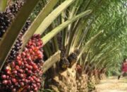 Menko Marves: Banyak Perusahaan Sawit Belum Miliki NPWP