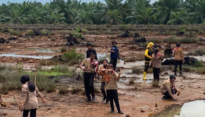 Pramuka Aceh Tamiang Tanam 1000 Pohon Mangrove