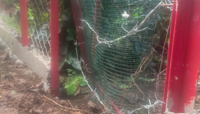 Beruang Masuk Kampung Ulu Nuwih Takengon Warga Resah