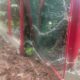 Beruang Masuk Kampung Ulu Nuwih Takengon Warga Resah