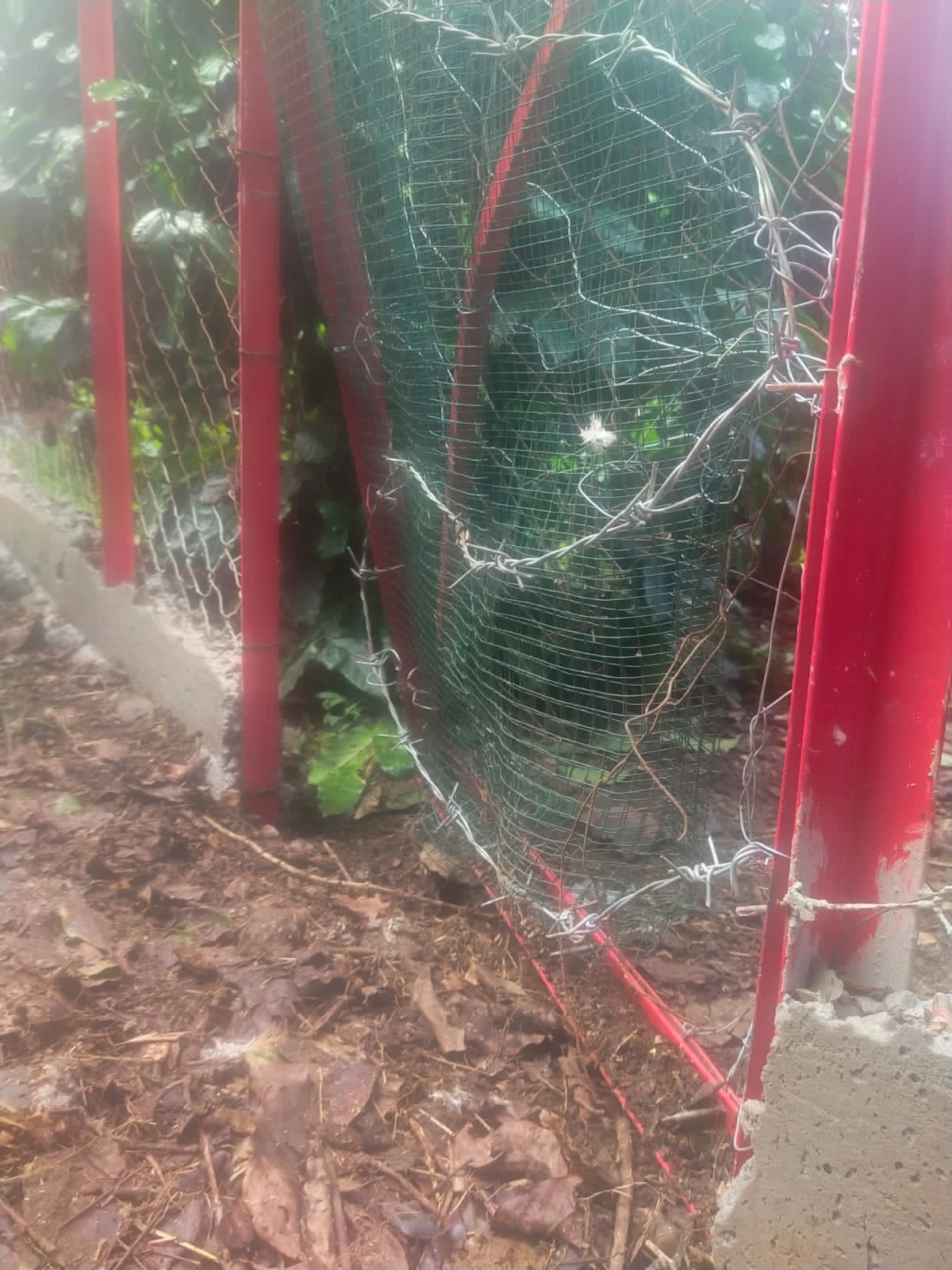 Beruang Masuk Kampung Ulu Nuwih Takengon Warga Resah