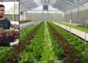 Panen Sayuran Segar Di Rumah Sendiri ! Pelatihan Hidroponik ‘Panen Sukses Di Rumah’ Siap Dimulai