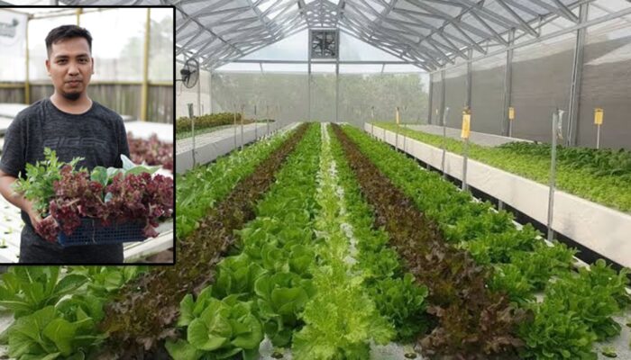 Panen Sayuran Segar Di Rumah Sendiri ! Pelatihan Hidroponik ‘Panen Sukses Di Rumah’ Siap Dimulai