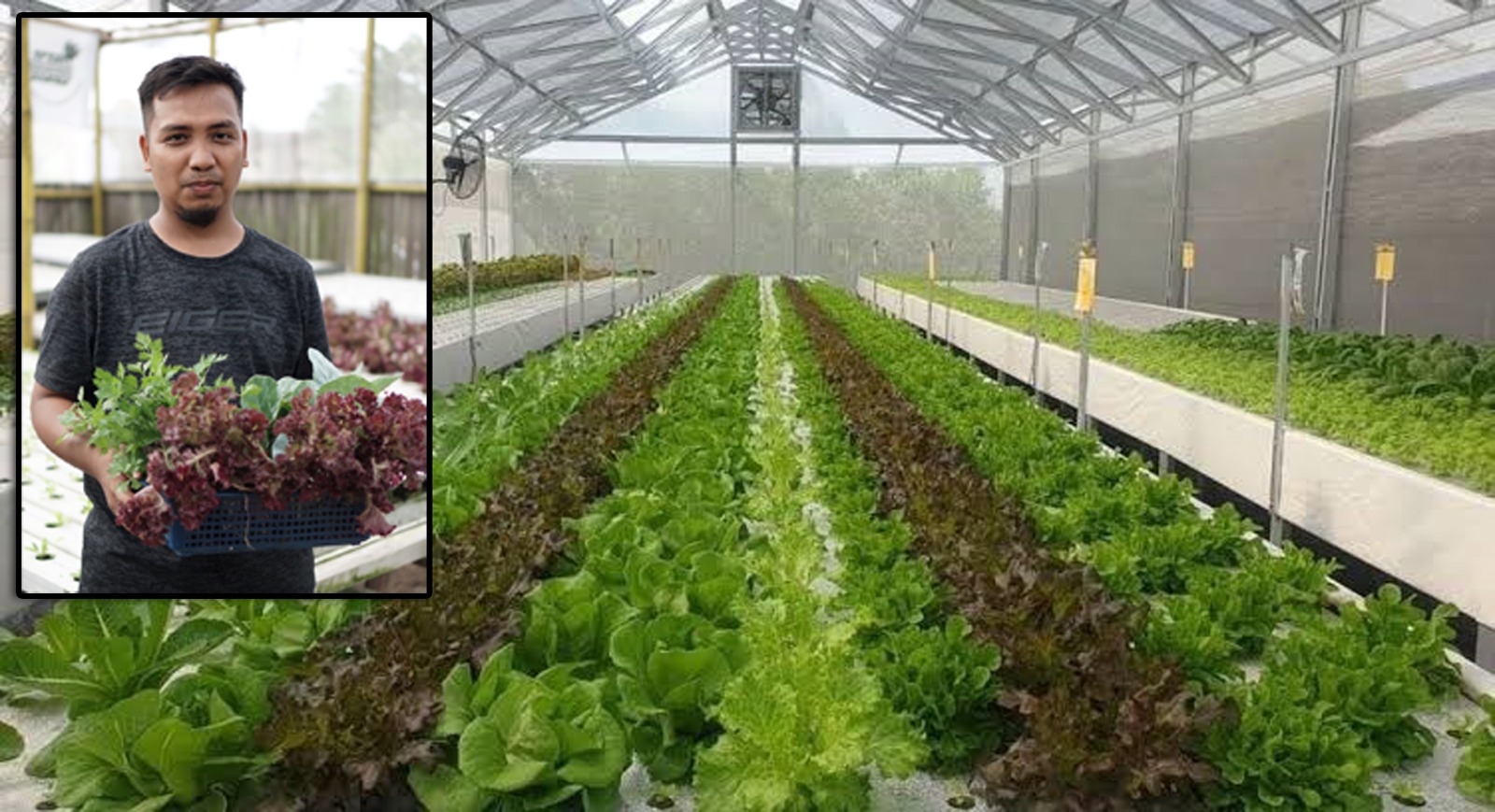 Panen Sayuran Segar Di Rumah Sendiri ! Pelatihan Hidroponik ‘Panen Sukses Di Rumah’ Siap Dimulai