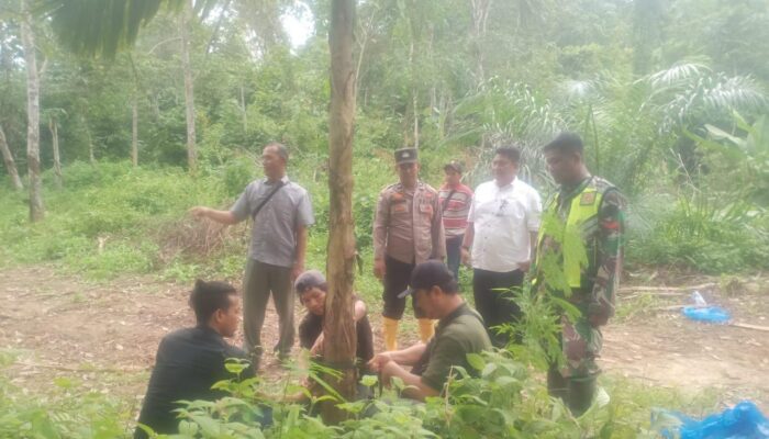 Harimau Kerap Mangsa Ternak BKSDA Pasang Kamera Trap