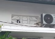 RS Pirngadi Medan Tak Terpelihara, Rumput Liar Merusak Pemandangan