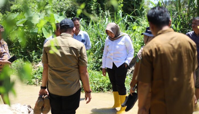 Wakil Bupati Madina Bawa “Pasukan” Respon Sawah Terendam Banjir