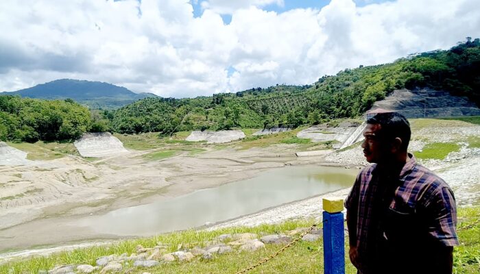 Waduk Rajui Kering, Ribuan Hektare Sawah Terlantar