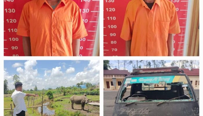 Polres Humbahas Amankan Kawanan Pencuri Kerbau
